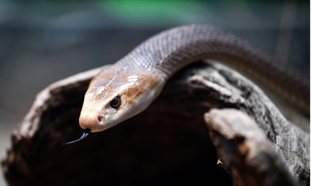 A head shot of a coastal taipan flicking its tongue