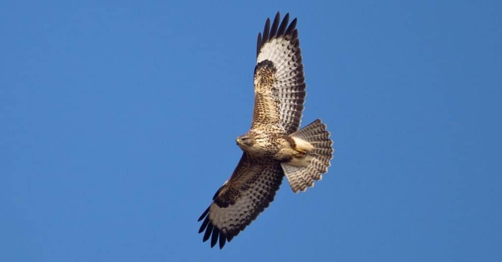 A Common Buzzard (Buteo buteo) in flight against a clear blue sky