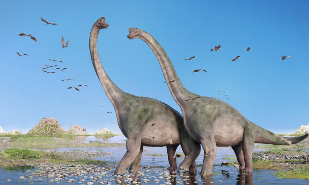 A couple of brachiosaurus in a marshy spot