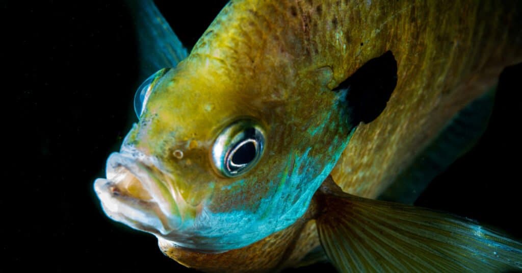 Crappie in water