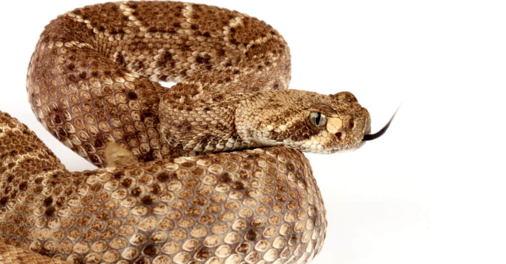 Western Diamondback rattlesnake closeup