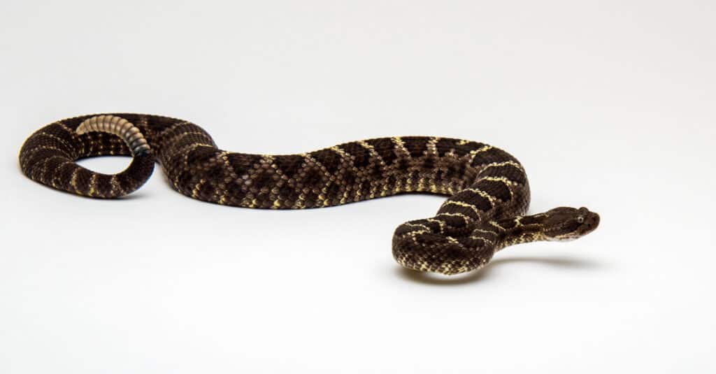 young crotalus cerberus