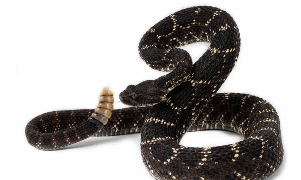 arizona black rattlesnake ready to strike