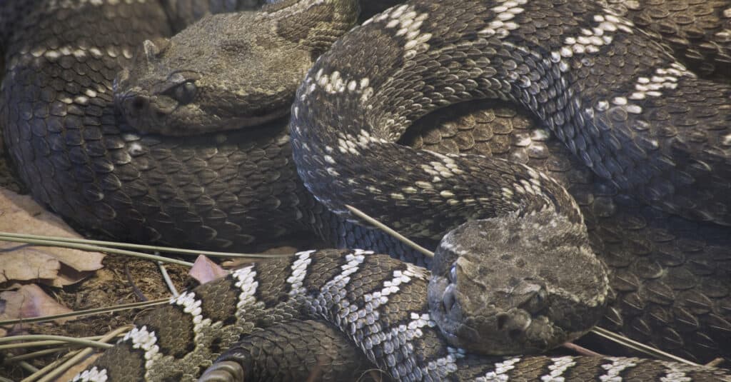 crotalus cerberus in den