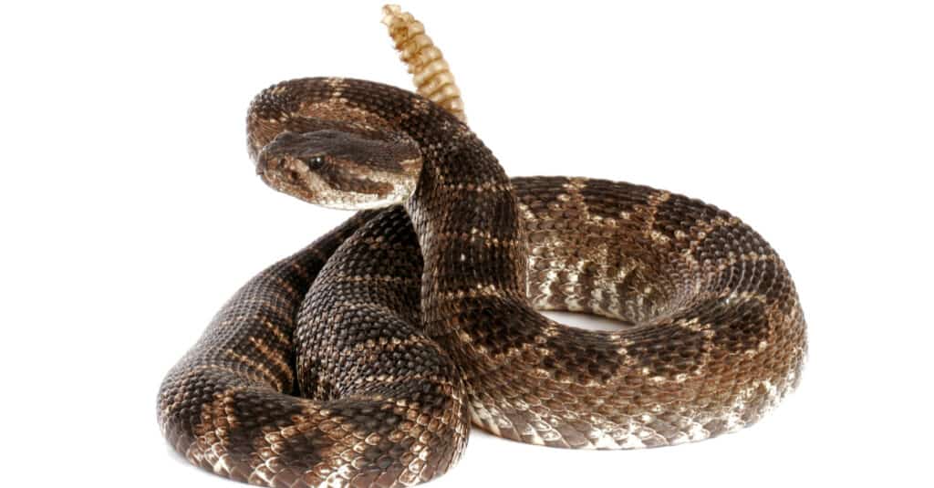 Southern Pacific Rattlesnake