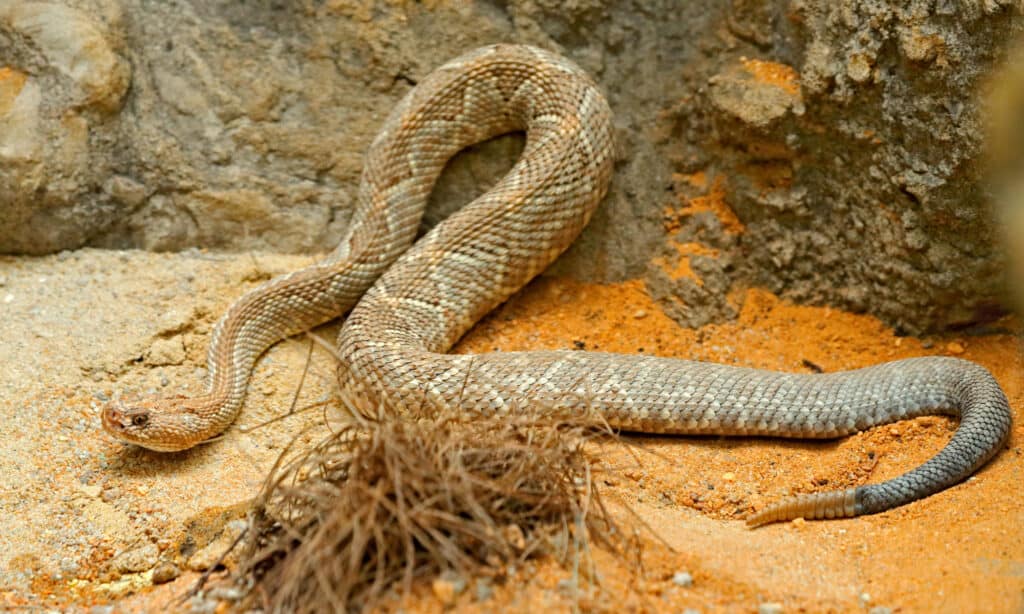 Aruba rattlesnake on sand