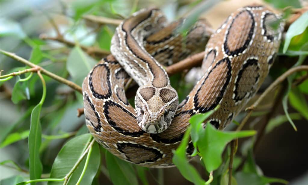 Russel's viper in a tree