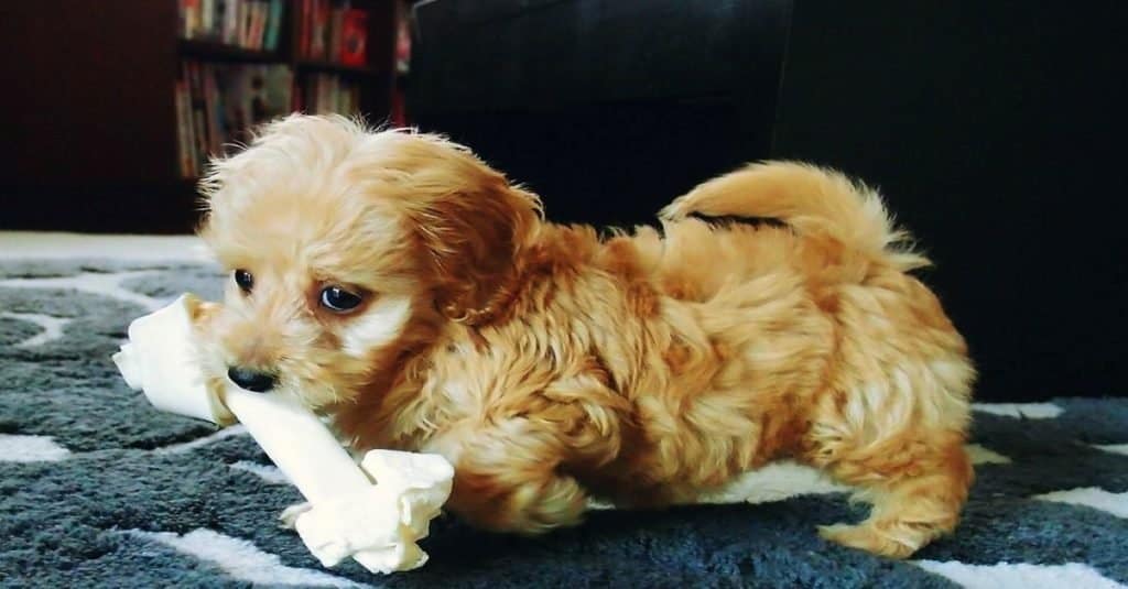 yellow doxiepoo puppy