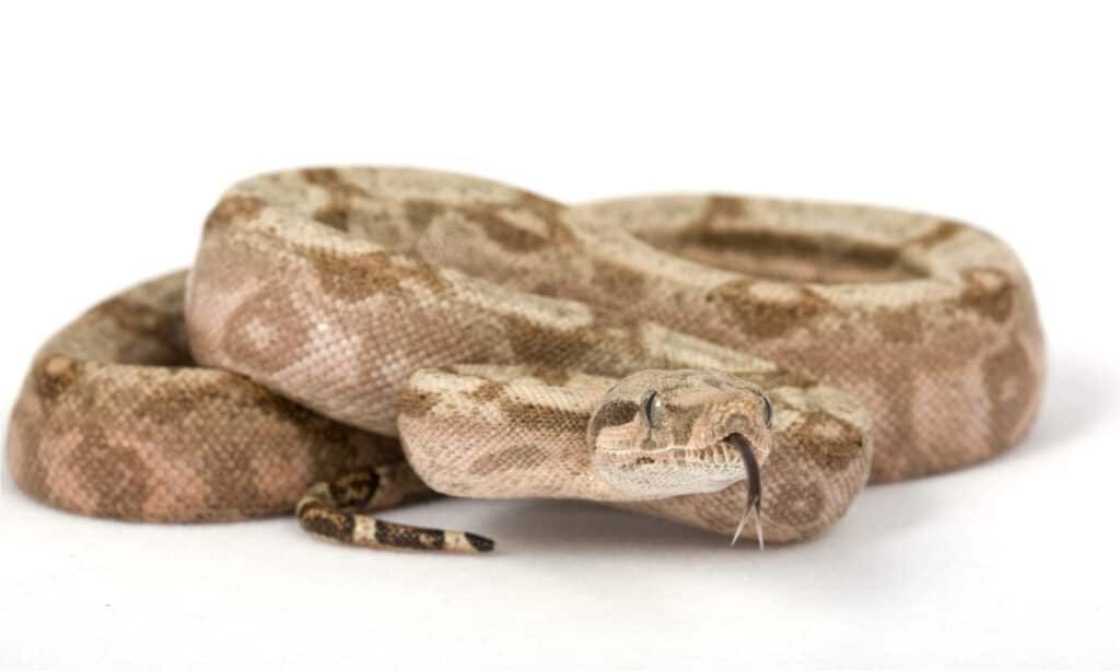 Hog Island boa