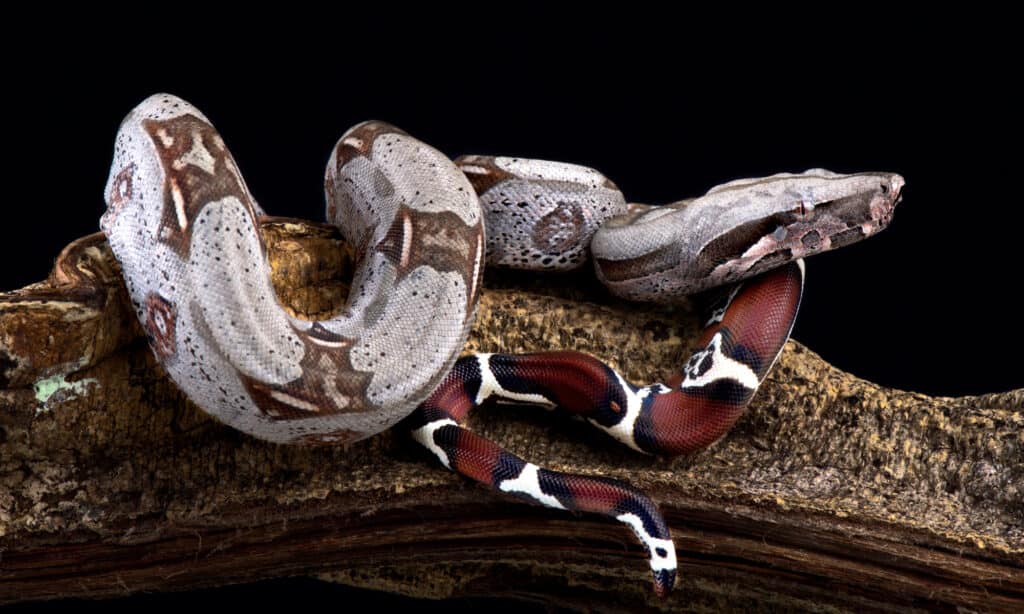 Suriname boa