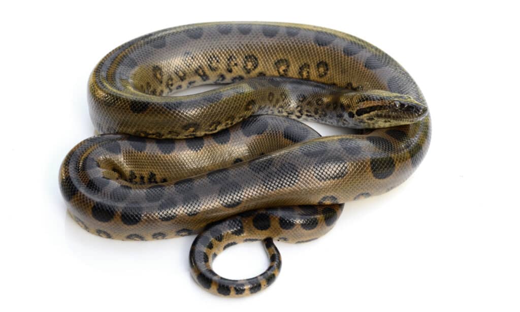 green anaconda