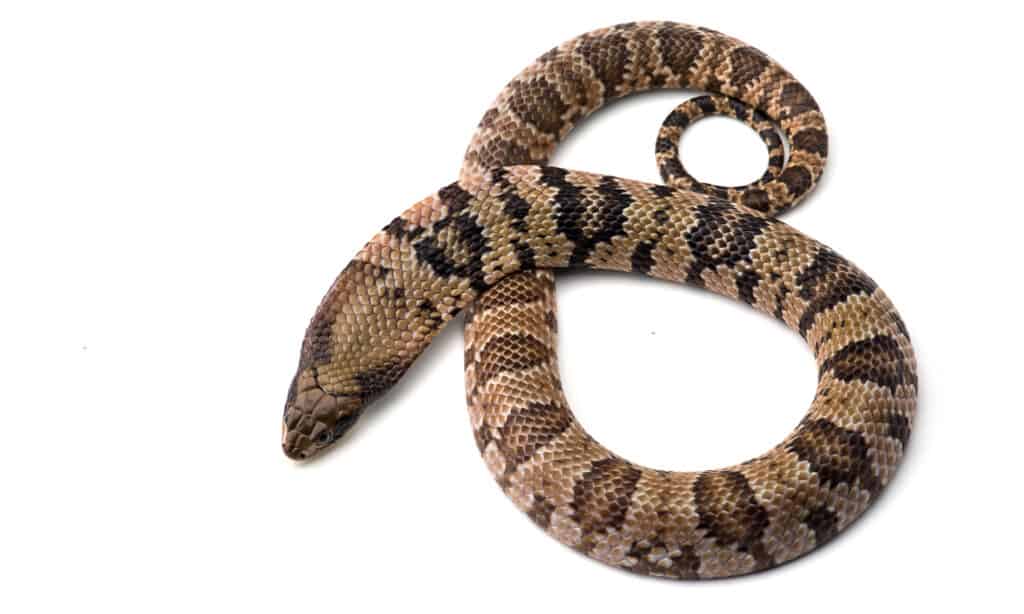 A false water cobra on white background