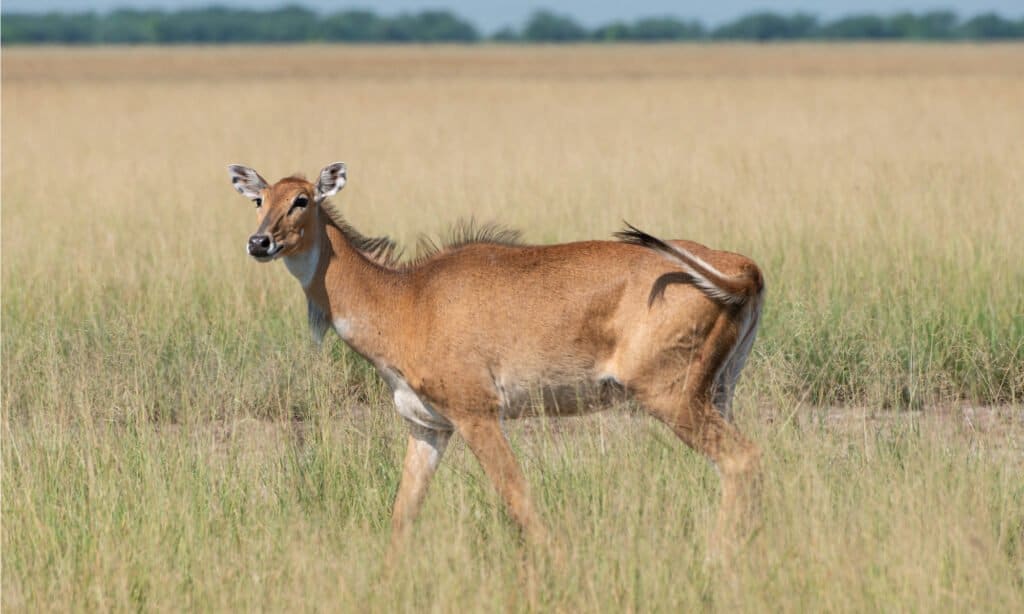 female nilgai