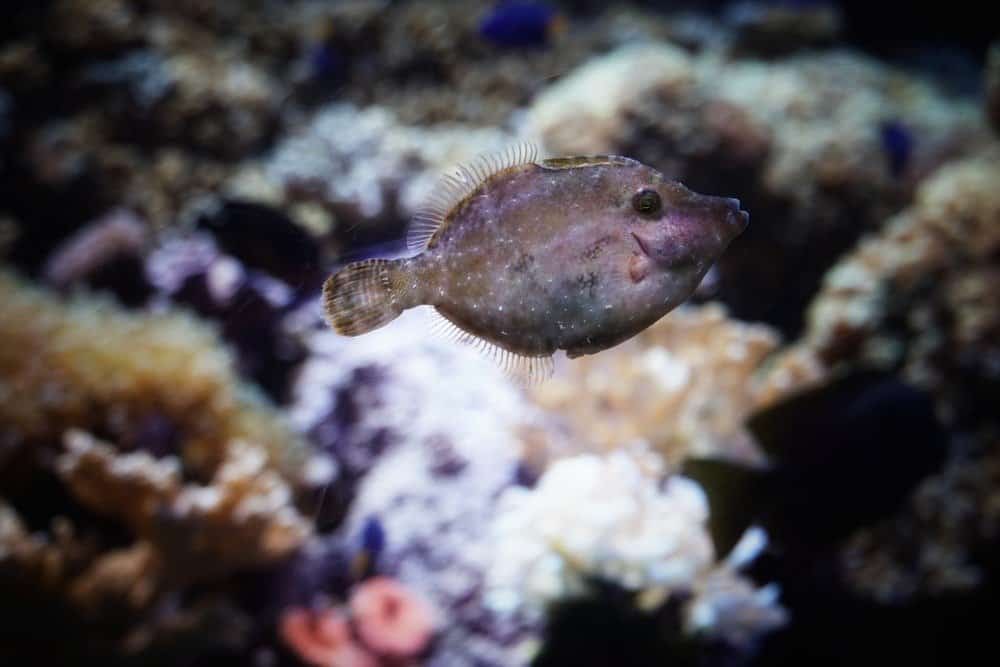 Baby Flounder Fish start life with eyes on either side of their bodies, but one eye migrates as the fish becomes an adult.