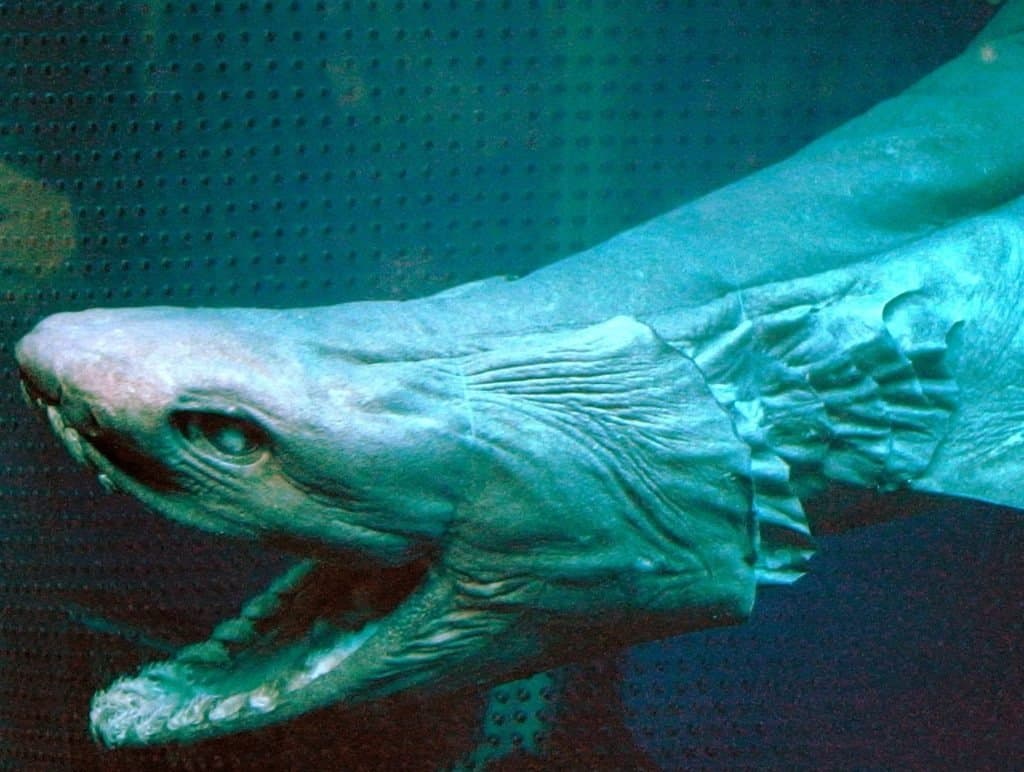 Frilled shark (Chlamydoselachus anguineus)