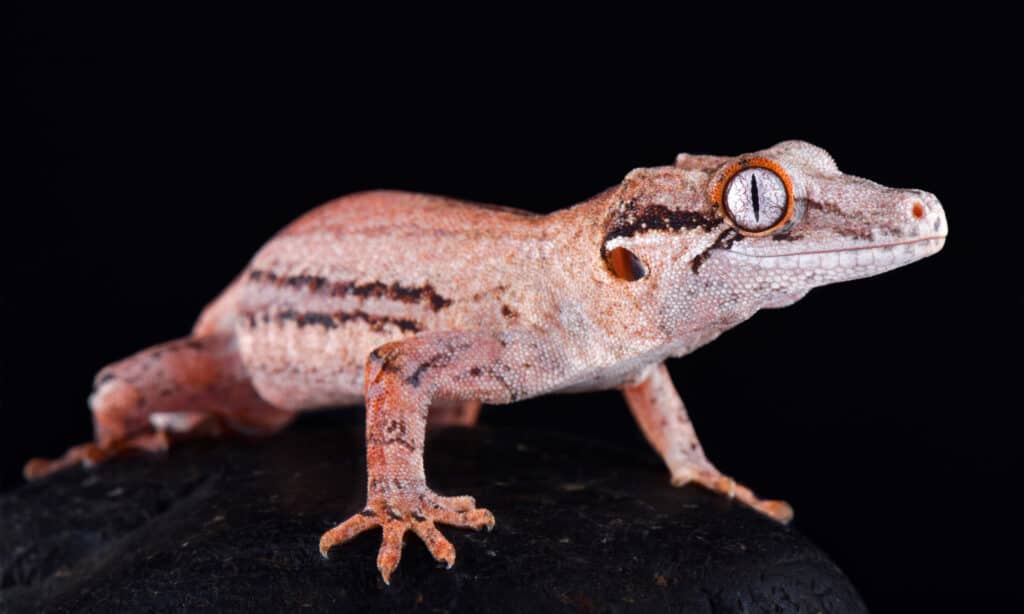 A Gargoyle Gecko on a black background