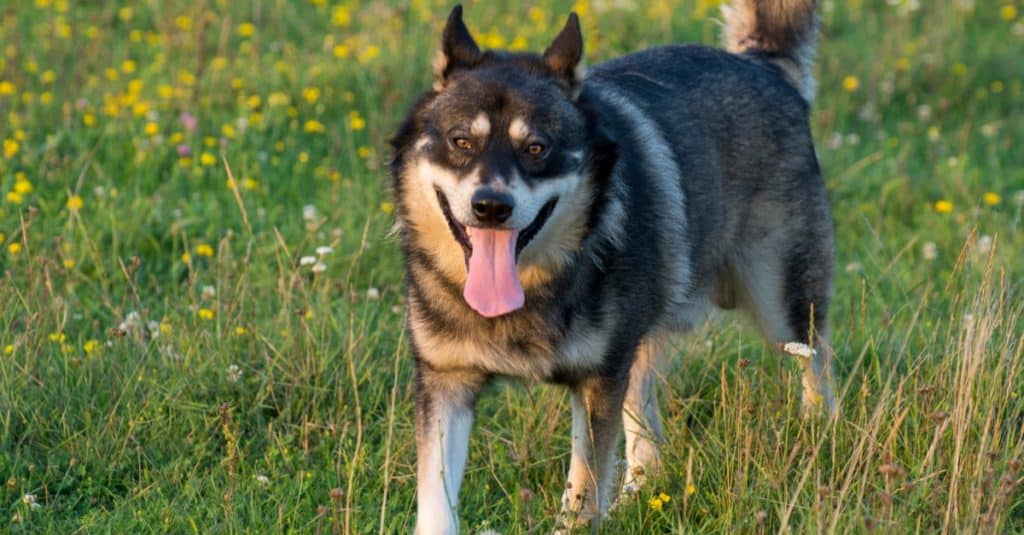 Gerberian Shepsky playing in a field