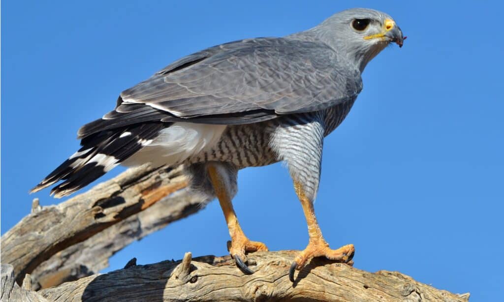 A gray hawk perched on a rock against a blue sky