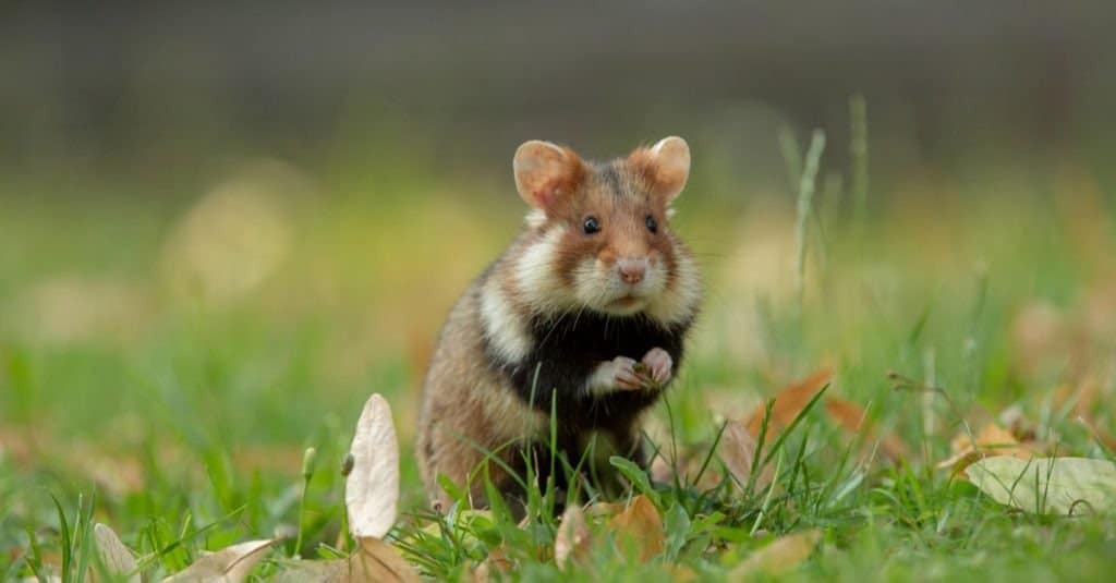 European hamster in a green meadow with lime blossoms