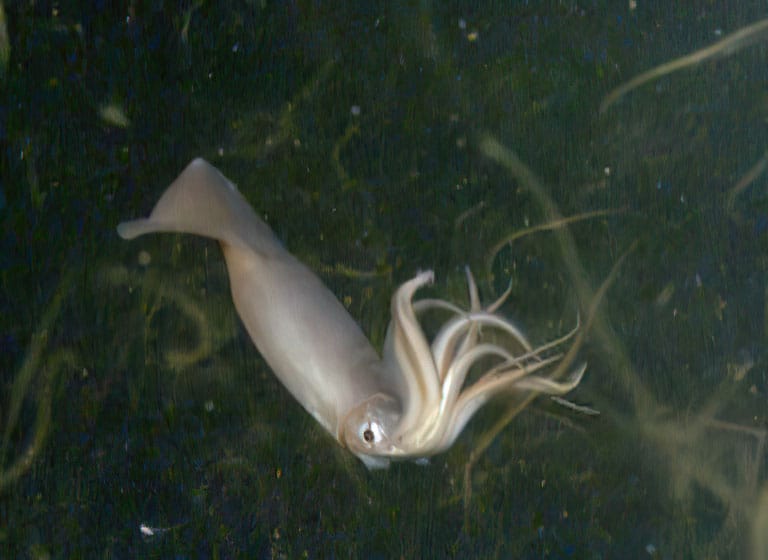 Humboldt squid