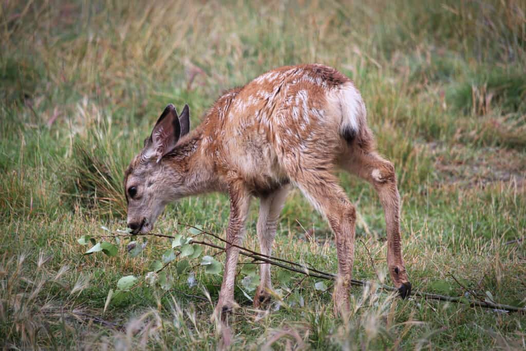 mule deer fawn