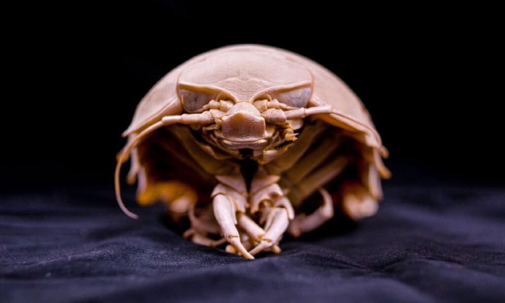 Giant Isopod