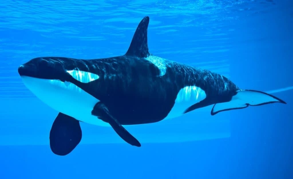 Friendly Killer Whale