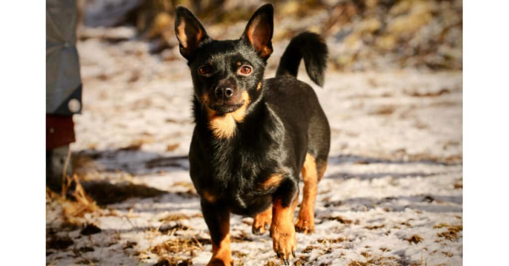 Lancashire heeler walking