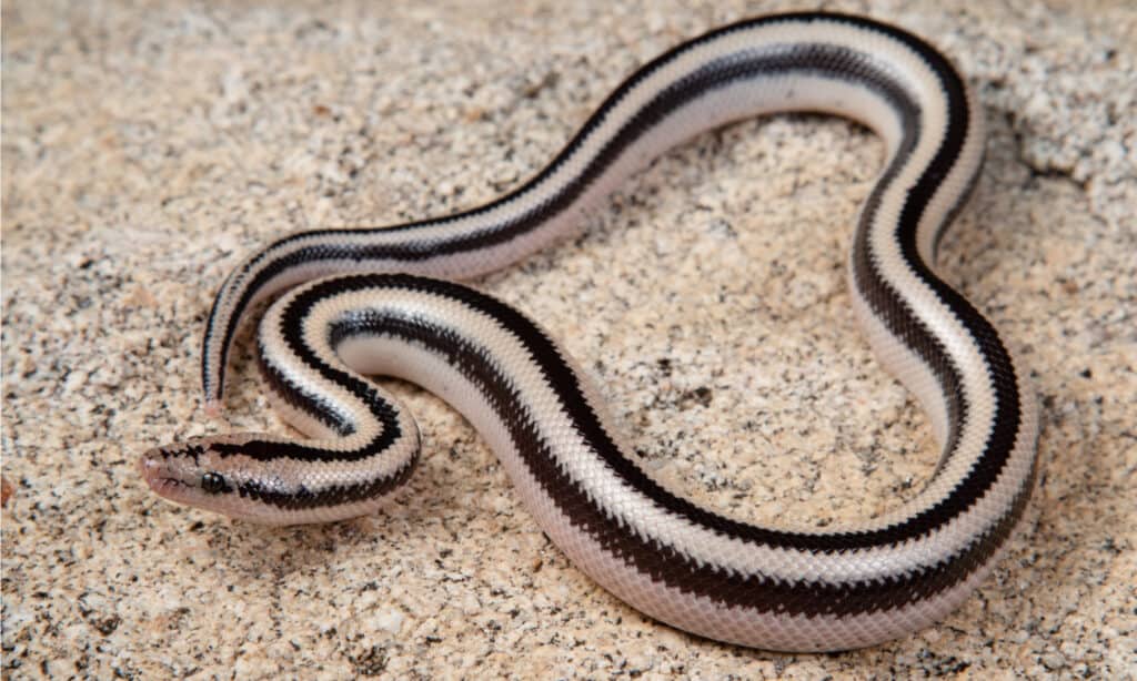 Three lined rosy boa