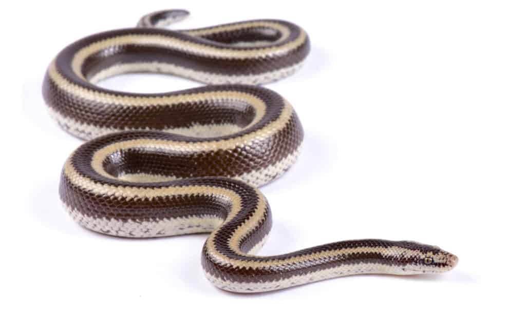 Chocolate colored rosy boa