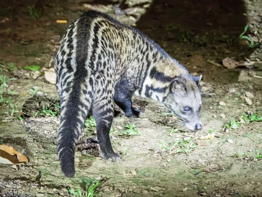 Malayan Civet Feeding at Kinabatangan Jungle Camp