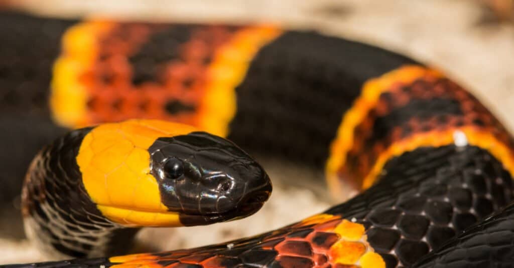 Eastern coral snake