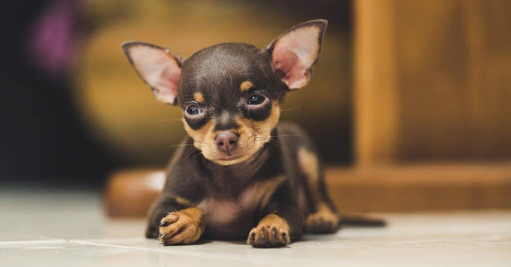 Miniature pinscher puppy