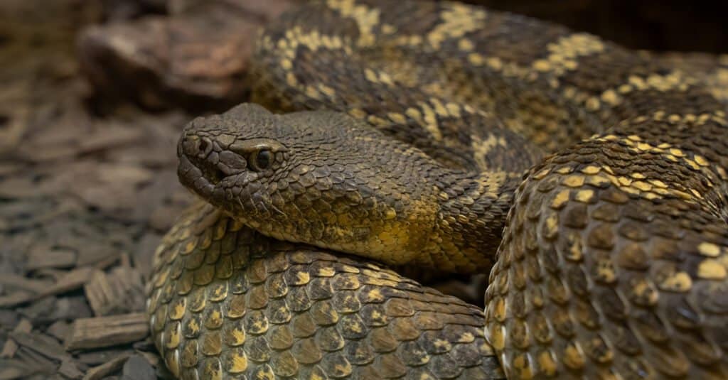 Mojave rattlesnake curled up under a rock