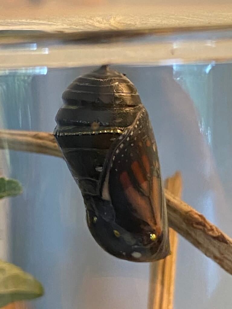 Monarch chrysalis