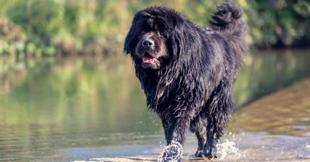 Black Newfoundland running in water