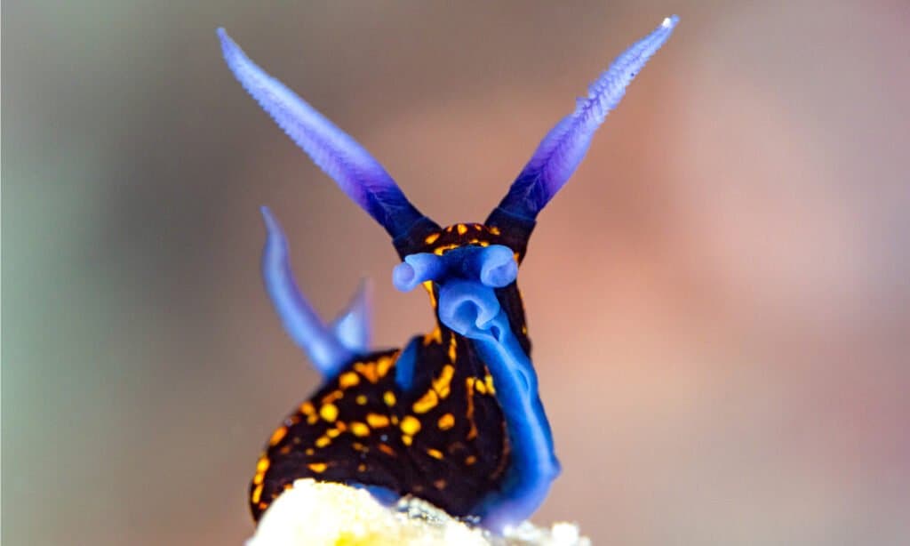 blue Nudibranch looking at the camera