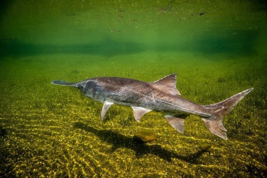 Paddlefish, native fish of Indiana