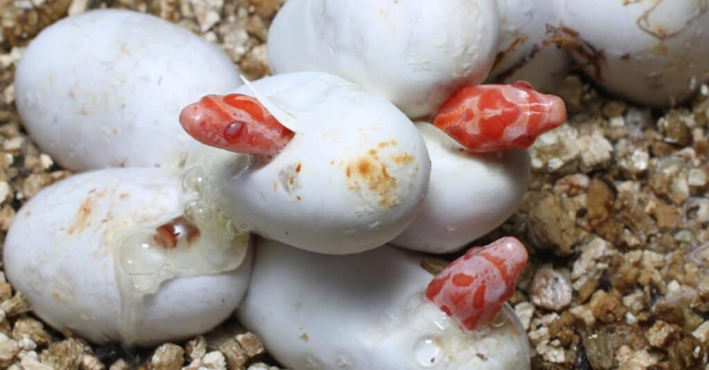 Cornsnakes hatching