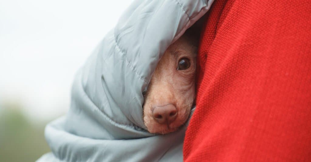 peruvian inca orchid puppy wrapped in blanket