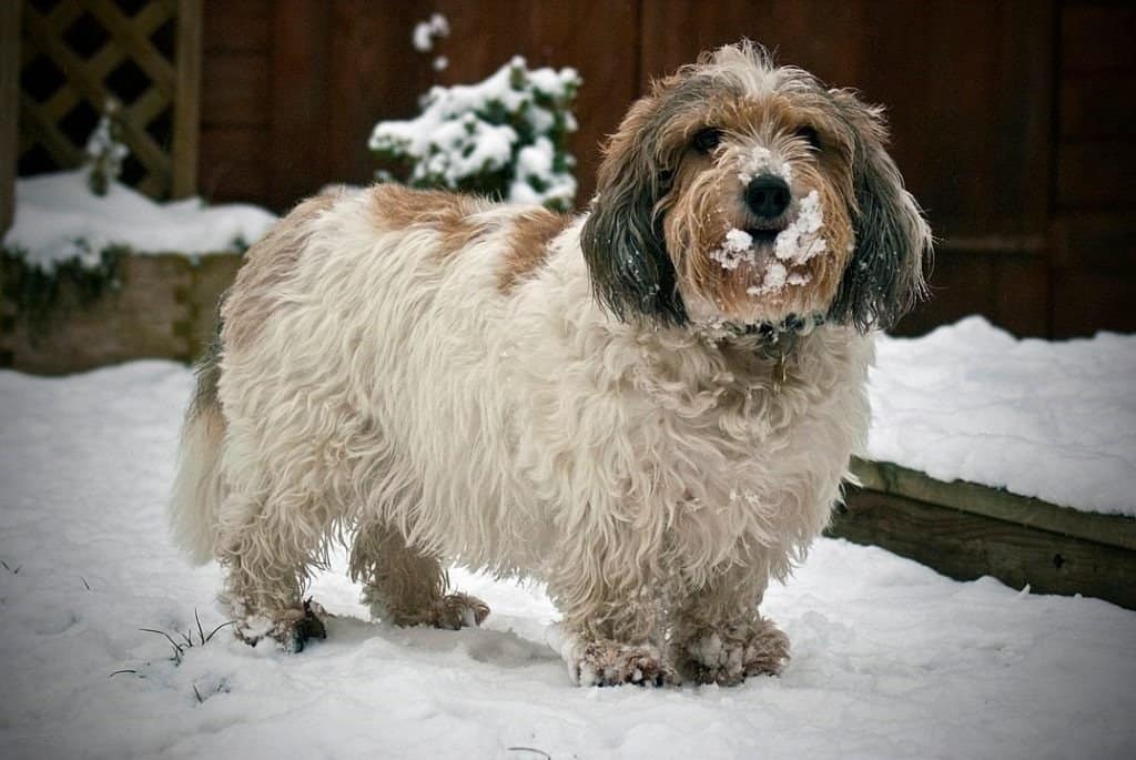 Petit Basset Griffon Vendéen - fun in the snow