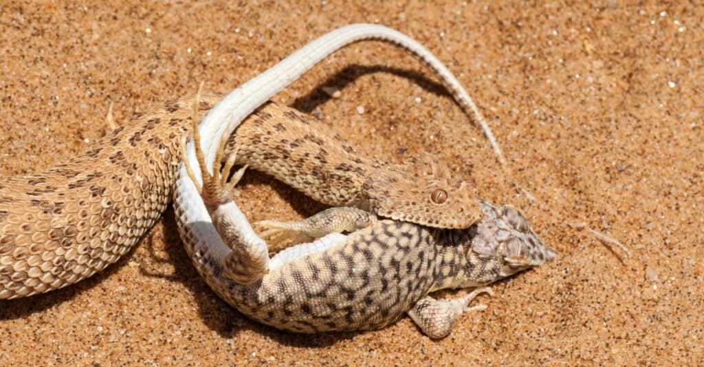 Peringuey's Adder feeding