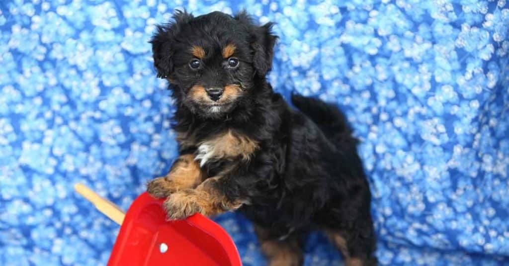 Pomapoo puppy posing with a red wheelbarrow