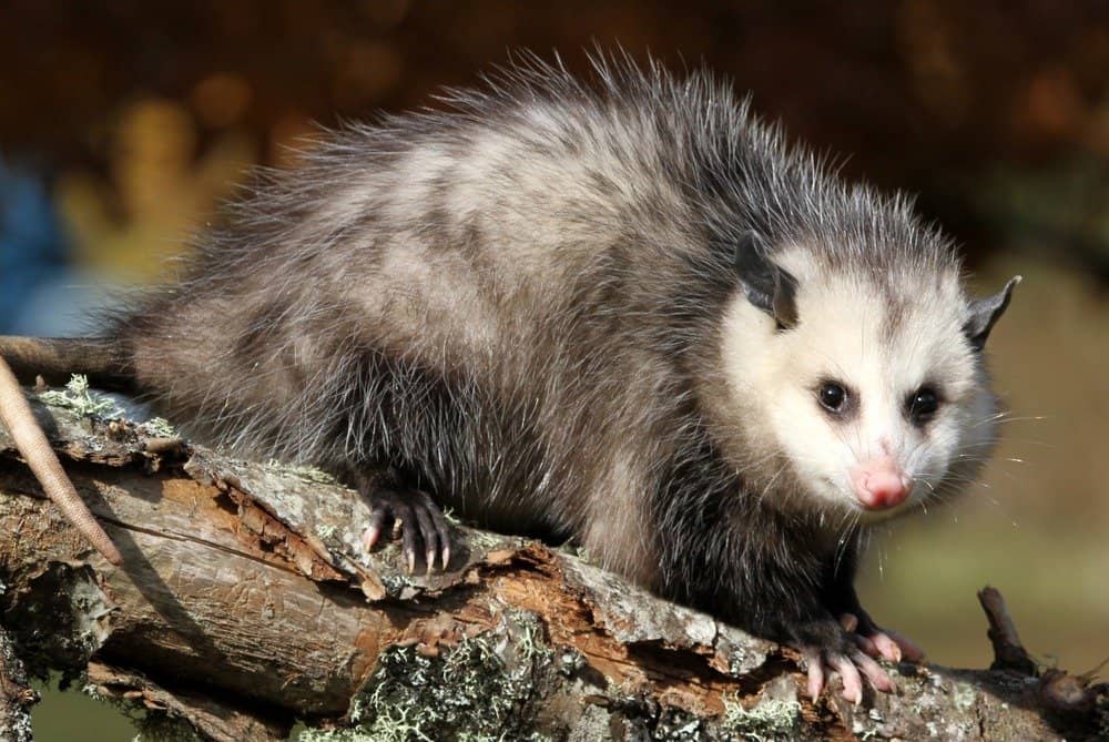 Possum on a branch