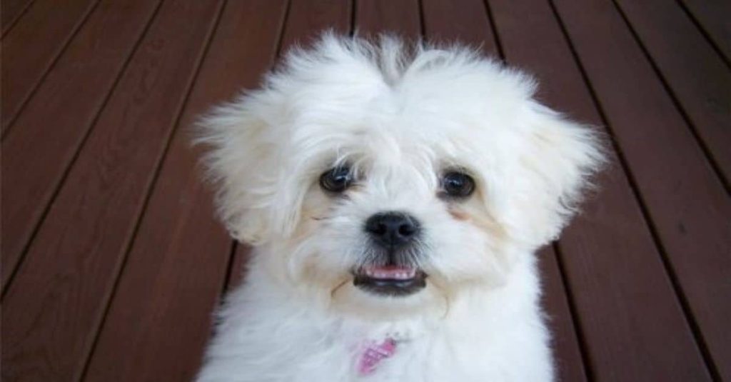 white pugapoo sitting on the floor