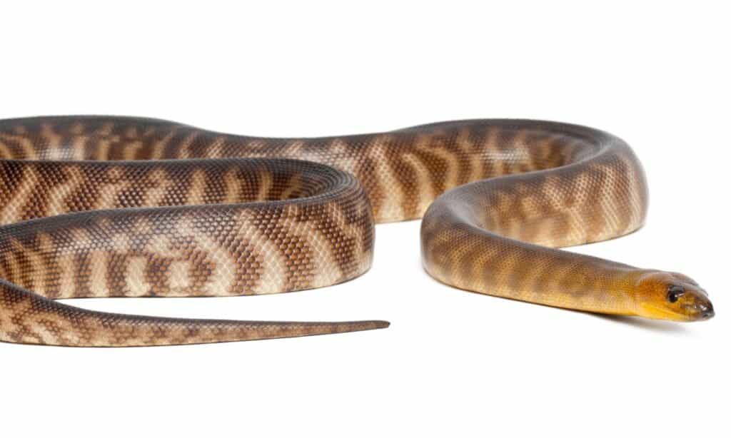 woma python on white background