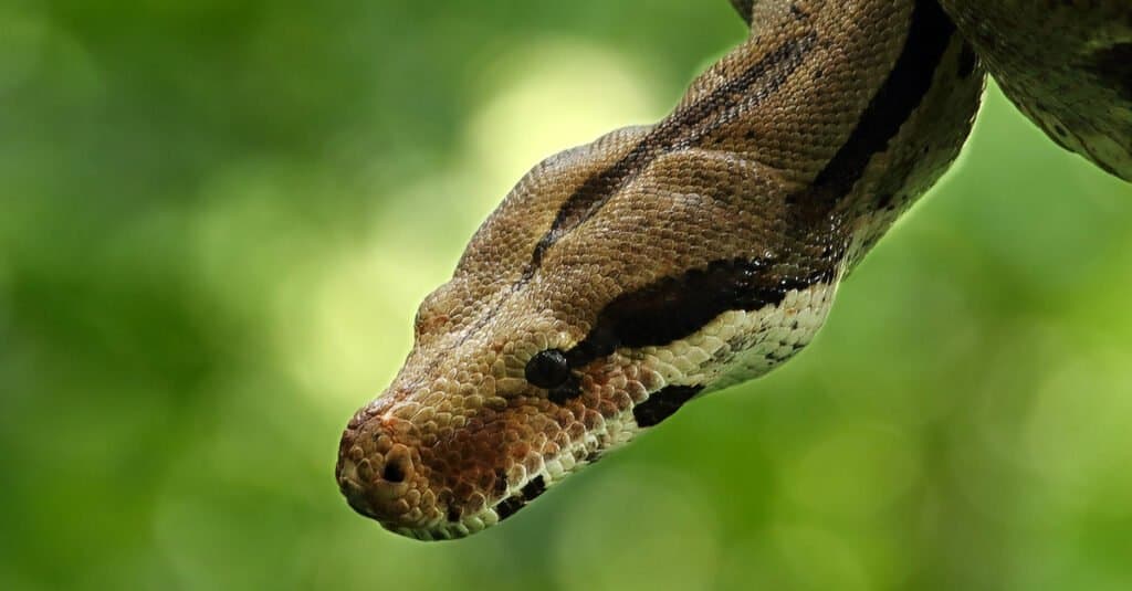 closeup of red tail boa