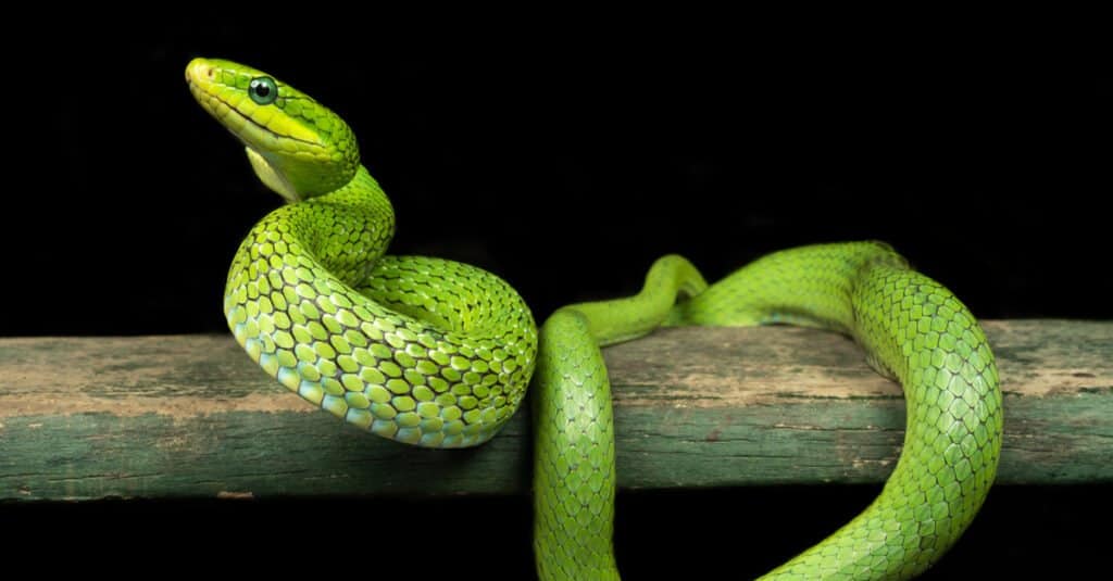 Green Bush Ratsnake