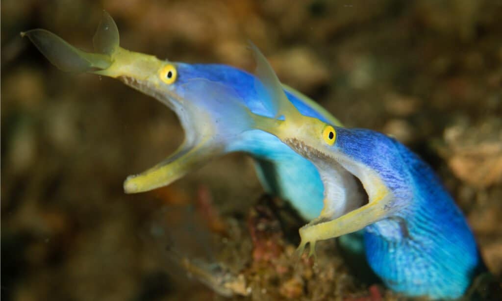 two ribbon eels