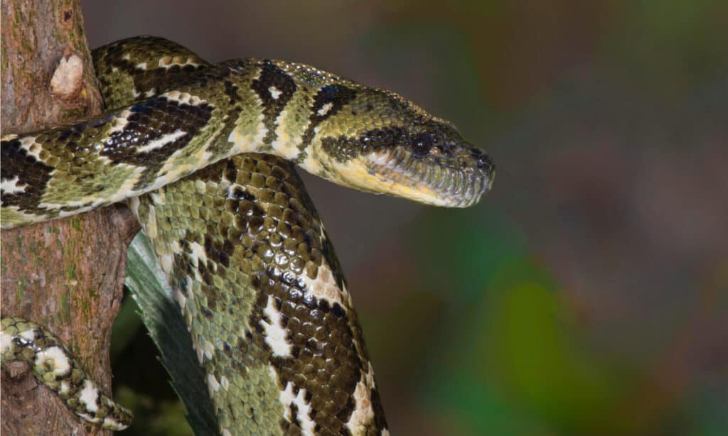 S. madagascariensis close up